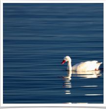Coscoroba Swan - Paddling Coscoroba Swan - Paddling